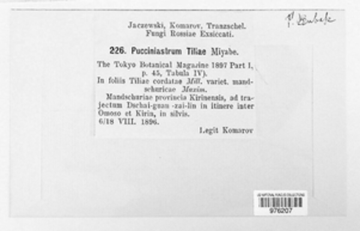 Nothopucciniastrum tiliae image
